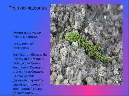 Описание ящерицы
