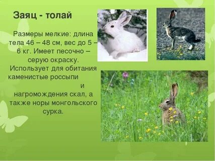 Морфологические признаки зайца