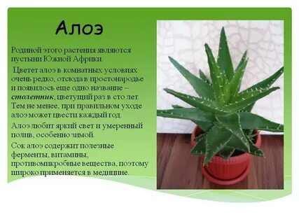 Алоэ детям отзывы
