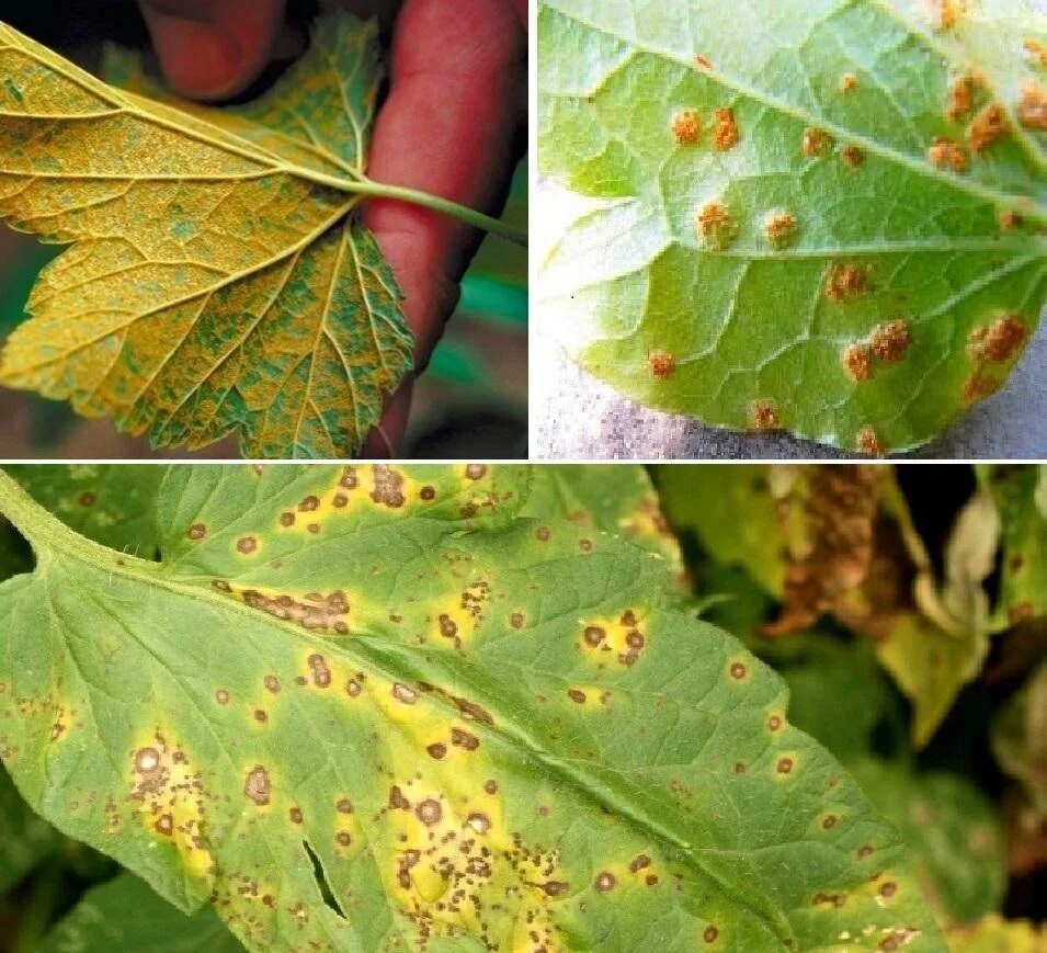 Листья дуба поделки. Листья в глицерине. Осенние листики в глицерине. Мучнистая роса. Осенние листья в парафине.