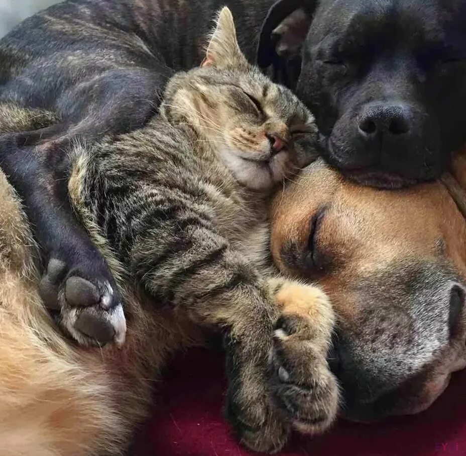 Кот и кошка и собака