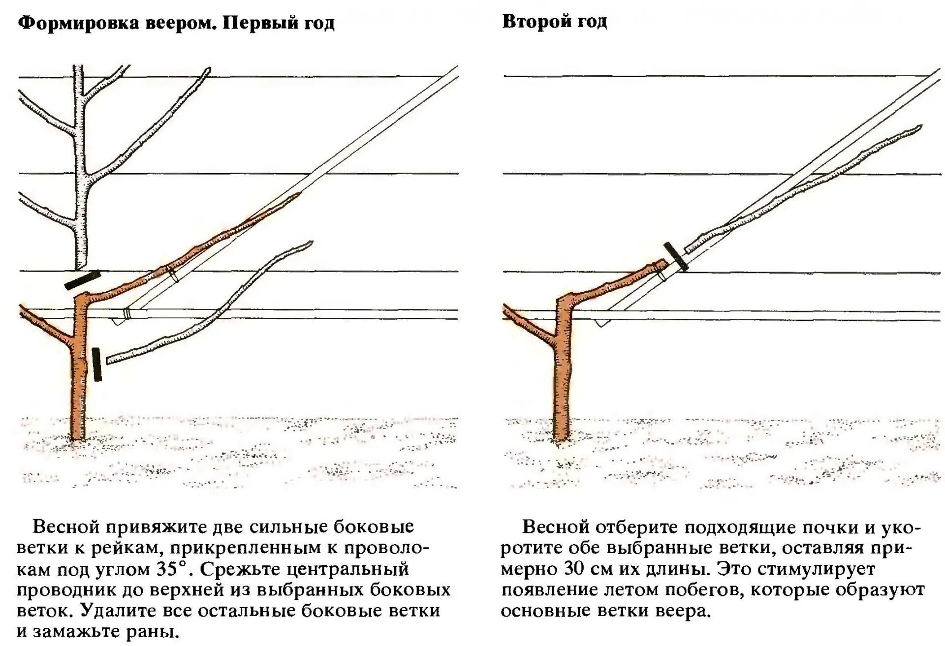 Обрезка формировка. Черешня формировкой пальметта. Обрезка формировка. Формирование куста смородины весной. Формировка кроны черешни.