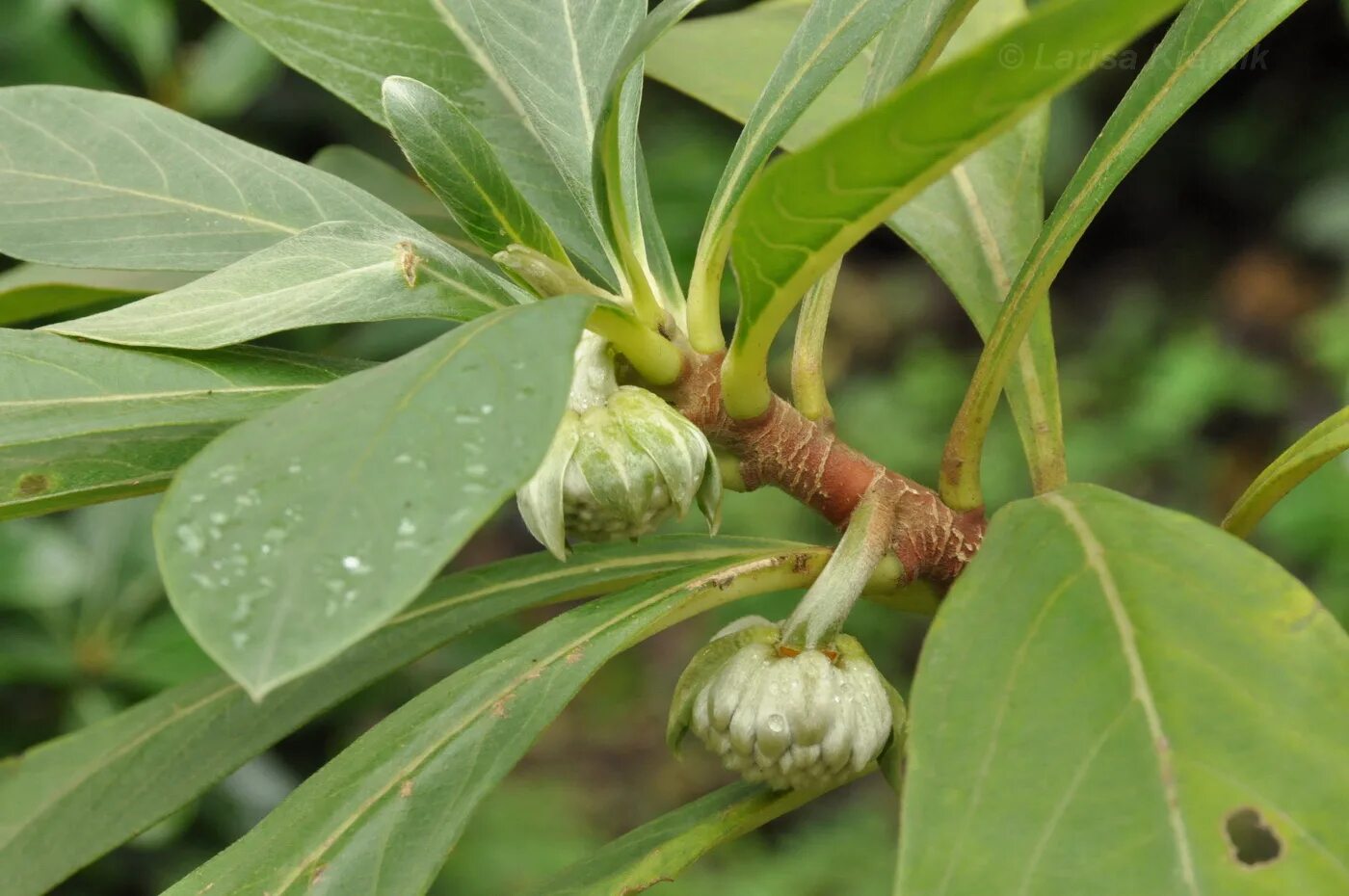 Edgeworthia chrysantha. Эджвортии золотистоцветковой (Edgeworthia chrysantha. Edgeworthia chrysantha 'grandiflora'. Edgeworthia papyrifera. Re plant