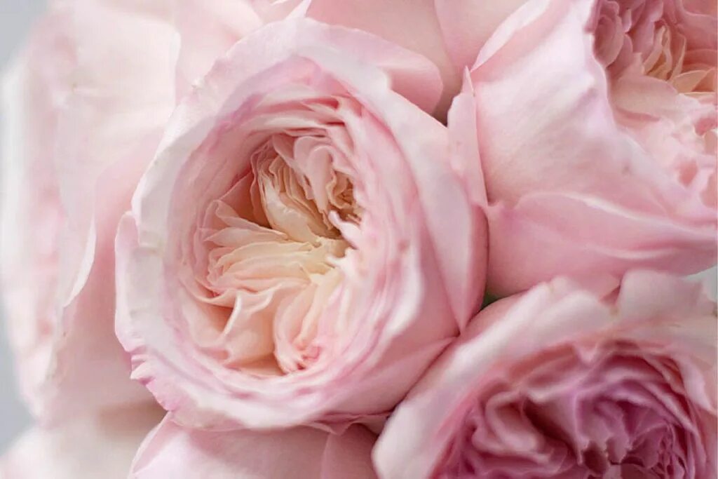 Нежным ароматом роз