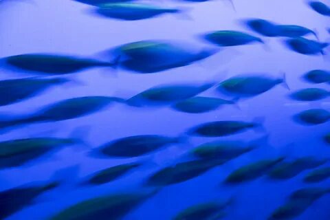 Sky fish