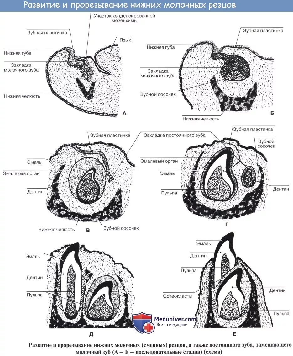 Строение зачатка постоянного зуба. Зачаток молочного зуба гистология. Периоды развития зачатка зуба. Стадии развития зачатка зуба. Развитие зубов у человека
