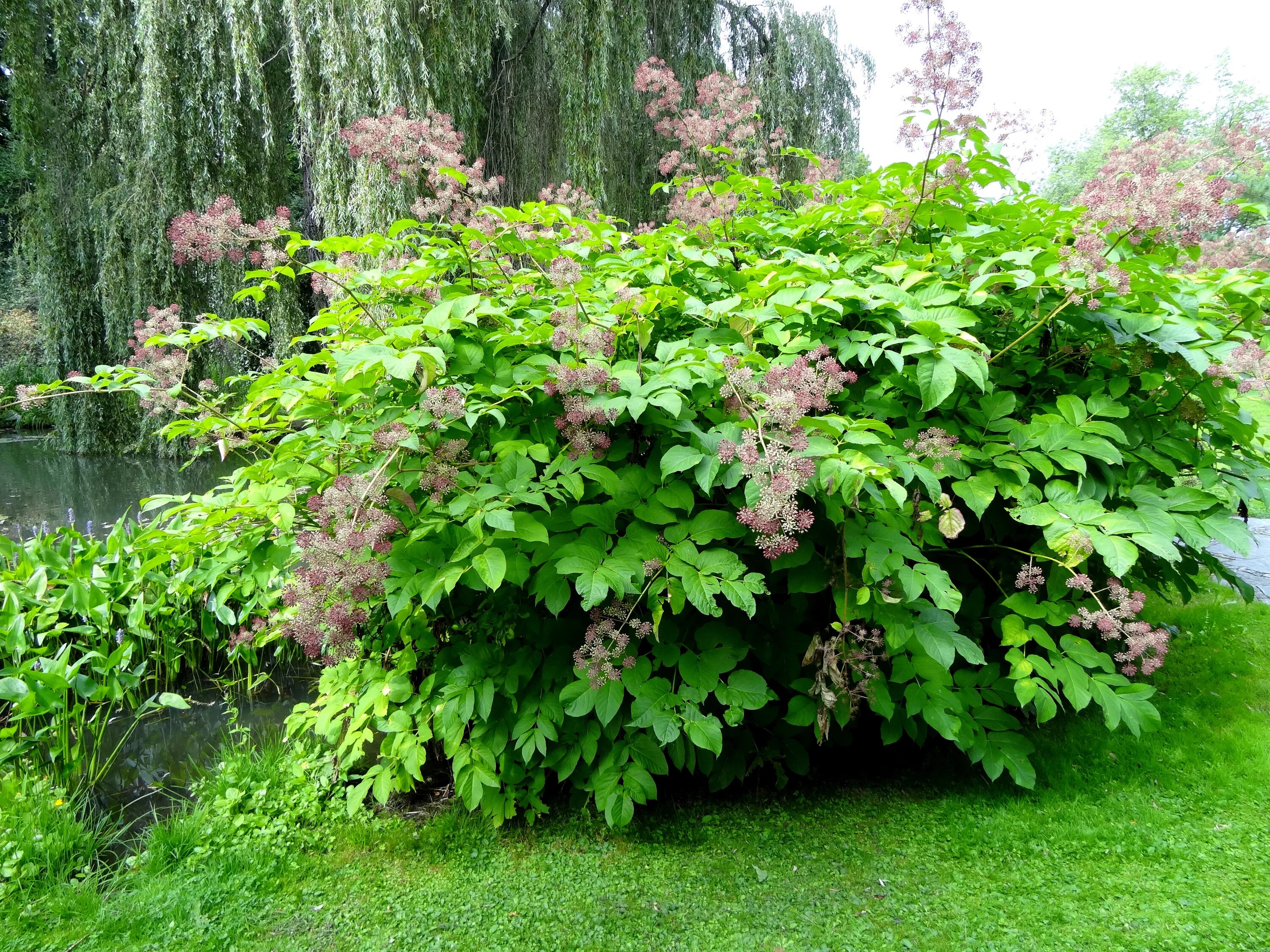 Аралия сердцевидная Aralia cordata. Аралия Шмидта. Аралия маньчжурская. Аралия Дальневосточная. Собранные лиственных