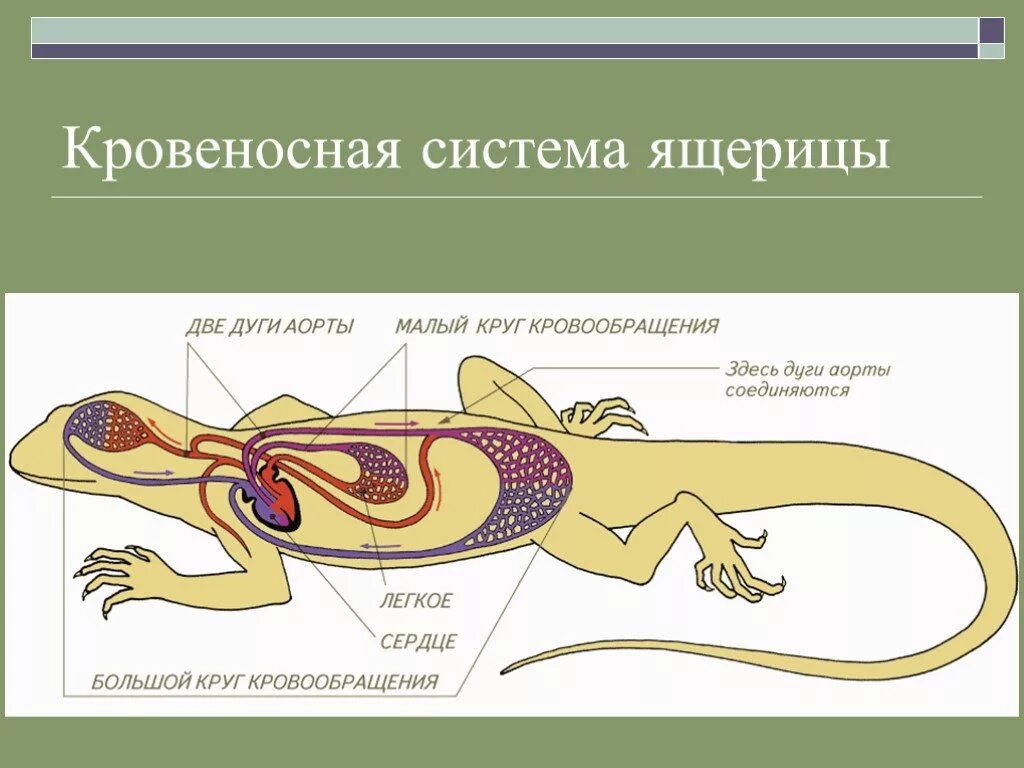 Строение рептилий кратко. Внутреннее строение прыткой ящерицы. Пресмыкающиеся внутреннее строение 7. Ящерица прыткая кровеносная система система. Структура внутреннего строения ящерицы.