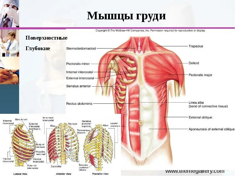 Мышечная система диафрагма. Поверхностные и глубокие мышцы груди и живота вид спереди. Мышцы грудной клетки и живота анатомия. Мышцы фасции и топография груди. Грудные мышцы диафрагма анатомия.