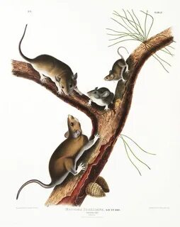 A mouse can
