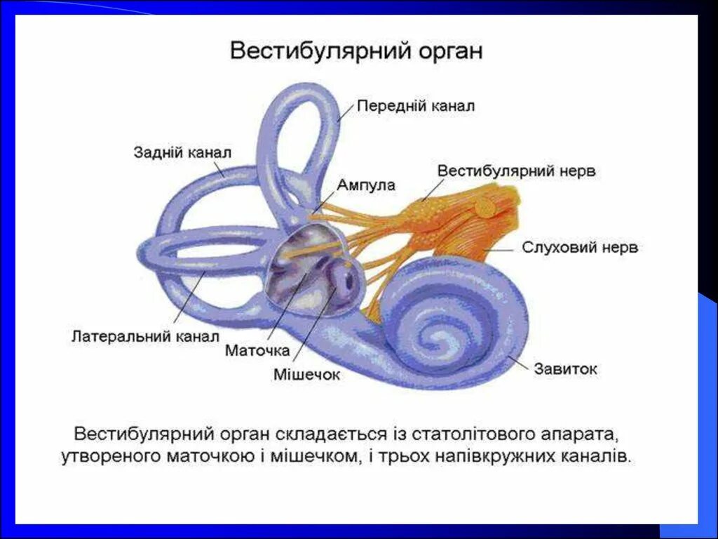 Каково значение вестибулярного аппарата. Вестибулярный аппарат внутреннего уха строение. Вестибулярный аппарат внутреннего уха строение функции. Строение органа равновесия вестибулярный анализатор. Орган равновесия полукружные каналы функции.