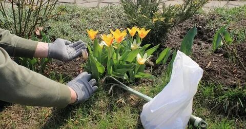 Чем удобрять тюльпаны осенью