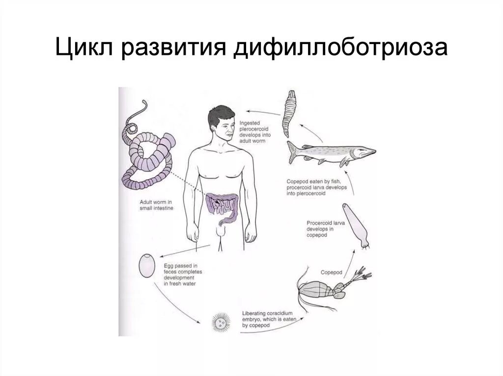 Цикл развития широкого лентеца схема. Жизненный цикл широкого лентеца схема. Diphyllobothrium жизненный цикл. Diphyllobothrium latum жизненный цикл.