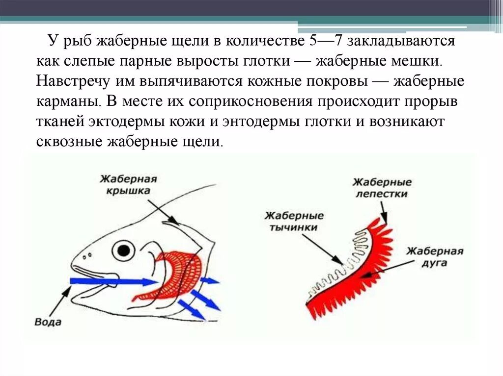 Характерные признаки типа жаберных щелей. Дыхательная система костистых рыб кратко. Жаберная дуга костной рыбы. Дыхательная система хрящевых. Дыхательная система хрящевых рыб кратко.