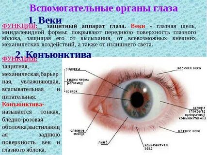 Название защитных органов глаза