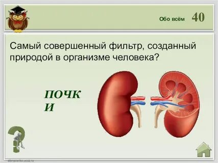 Организм 8 букв