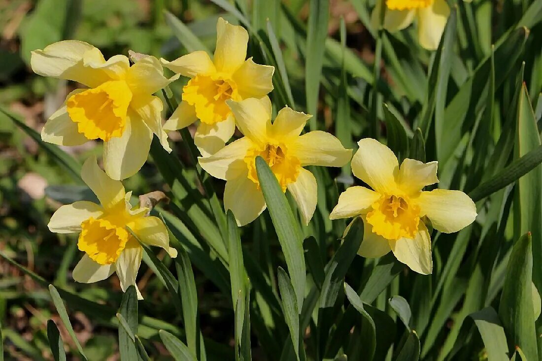 нарцисс пинк силк. нарцисс гуз грин. Hope narcissus. нарциссы фото. туалетная вода lacoste l'homme lacoste.