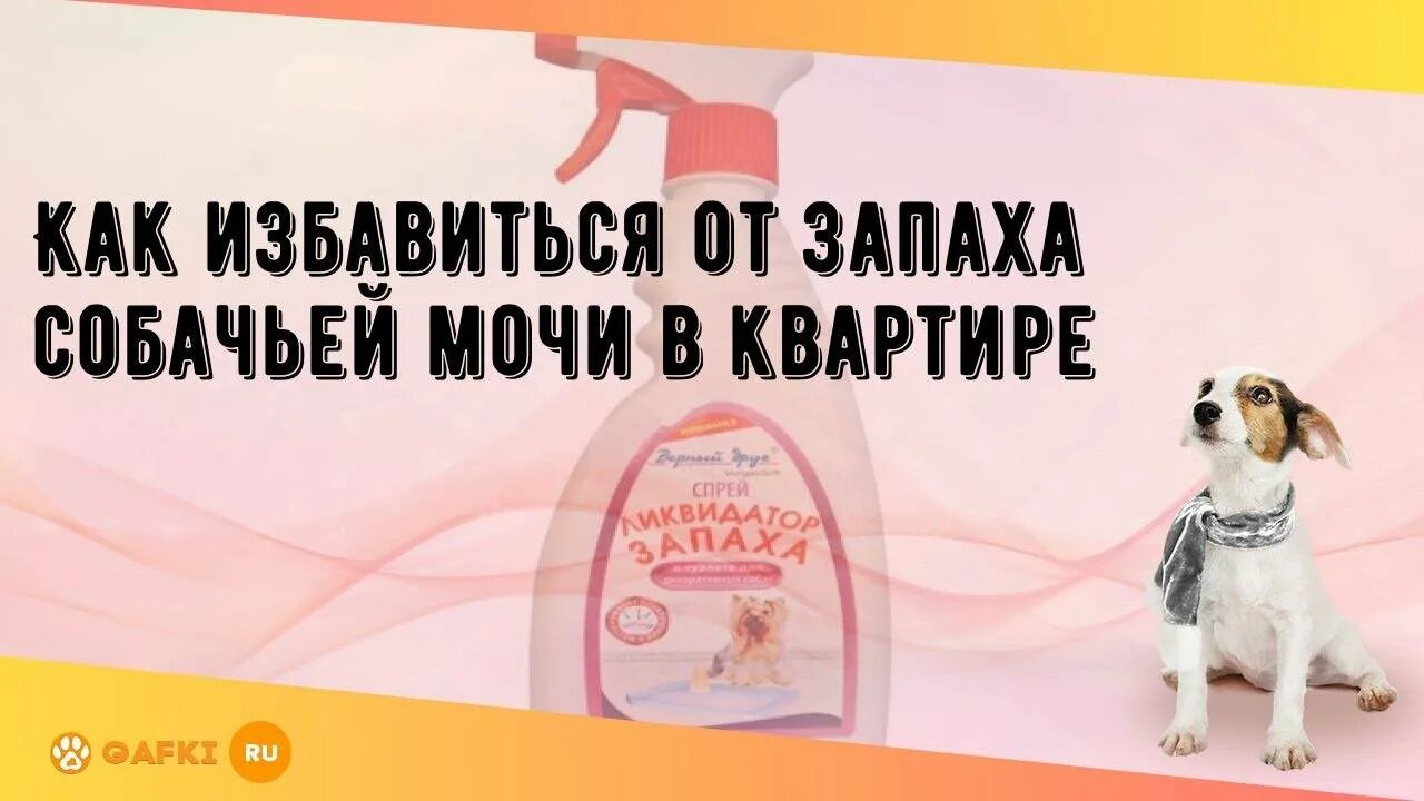 Как избавиться от собаки в квартире. Как избавиться от запаха собаки. как избавиться от запаха собачьей мочи.