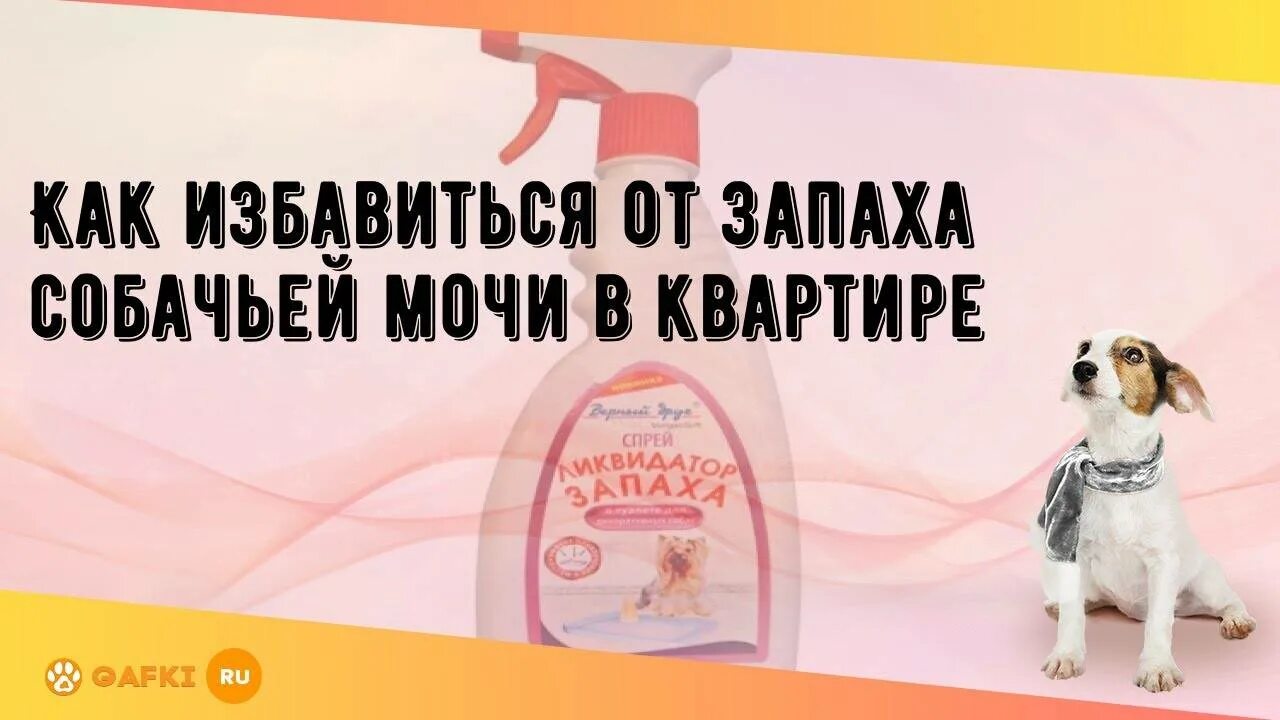 Воняет собака как избавиться. Как избавиться от запаха собаки. Как избавиться от запаха собачьей мочи.