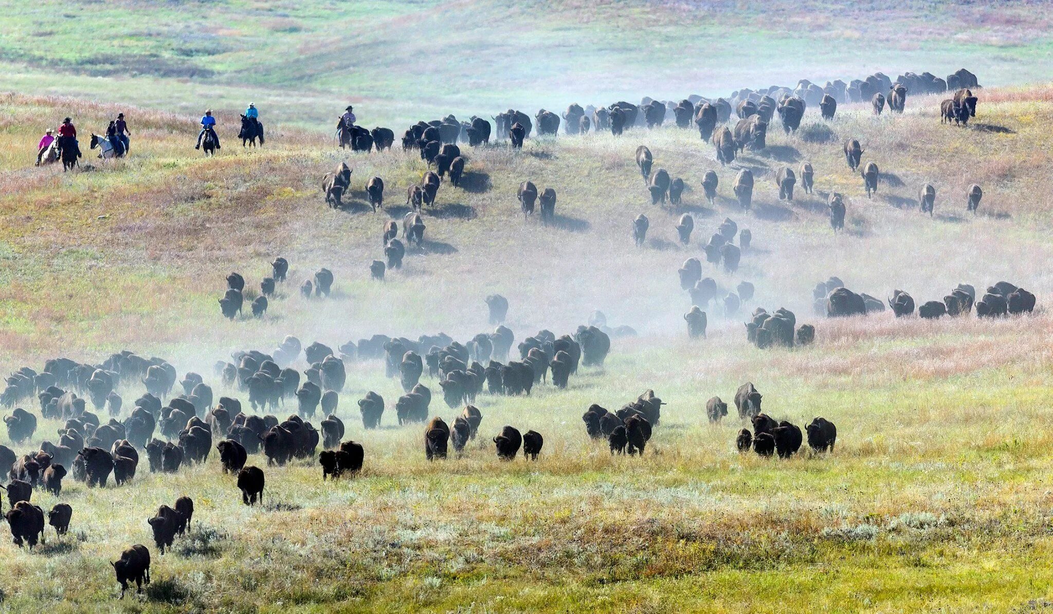 толпа бизонов 5. зубр и бизон. охота на бизонов. фото сельское хозяйство в южной дакоте. бизон в прерии сша.