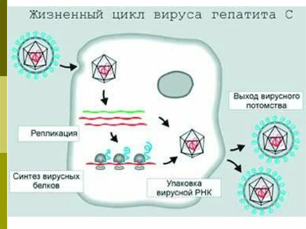 Жизненный цикл вируса гепатита с. Жизненный цикл вируса. Репликация вируса гепатита в. Жизненный цикл вируса схема.