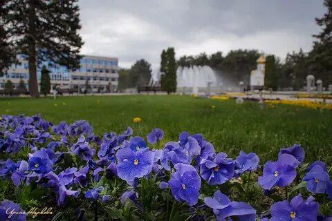 Городские цветы слушать