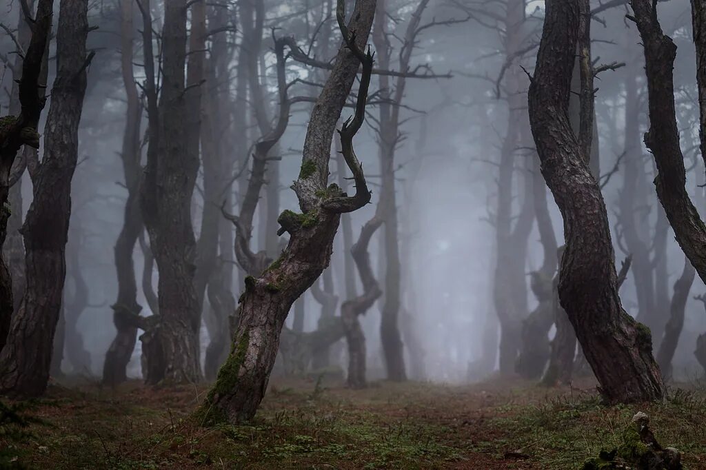 Лес таинственно замер. Лес халлербос бельгия. Загадочный лес. Заколдованный лес. Лес таинственно замер.