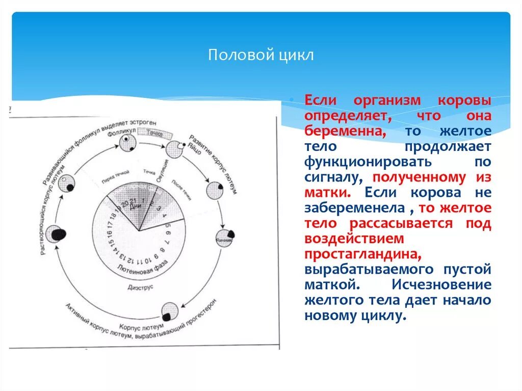 Этапы полового цикла. Схема полового цикла коровы. Фазы полового цикла у животных. Стадии полового цикла у коров. Фазы полового цикла КРС.