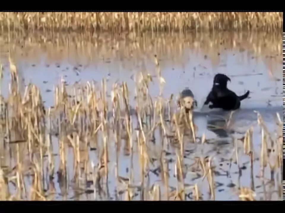 Я нашел и настрелял довольно много дичи