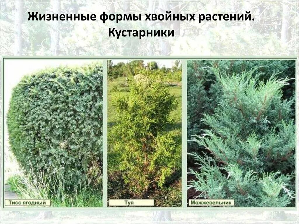 можжевельник жизненная форма. примеры жизненных форм. можжевельник обыкновенный кустарник. систематика можжевельника обыкновенного. туя микробиота перекрестнопарная.