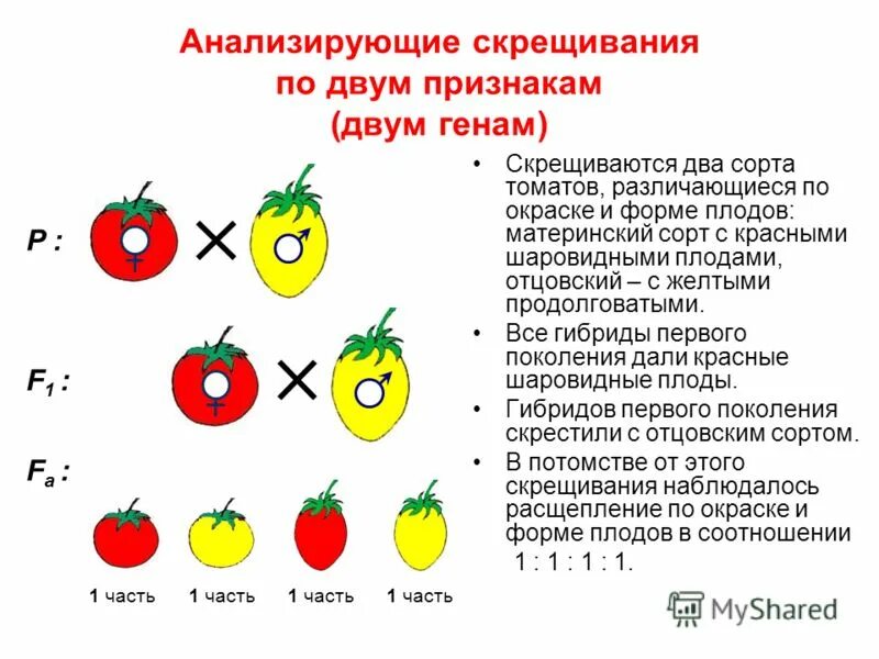 Законы дигибридного скрещивания презентация