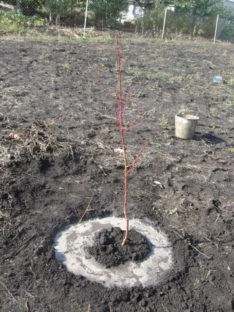 Посадка персика весной саженцами в открытый грунт. Саженцы яблони ЗКС. Саженцы яблони однолетки. Саженцы черешни двухлетки. Саженец яблони мульчирование.