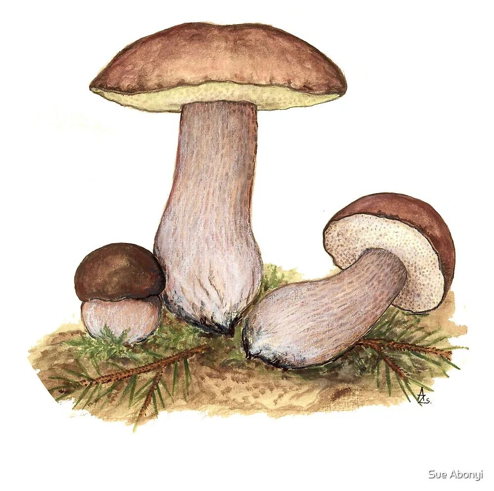 Как нарисовать гриб подберезовик. Ложный подберезовик рисунок. Грибы разукрашка подберезовик. Как нарисовать гриб подберезовик. Гриб подберезовик раскраска.