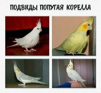 Как видят кореллы