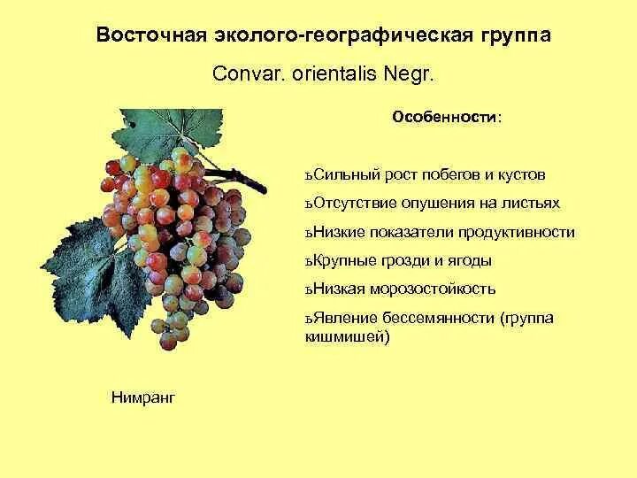 Проект на тему садоводство. Плодоводство презентация. Карликовые яблони самоплодные. Сообщение о плодоводстве. Яблоня медуница шпалера.