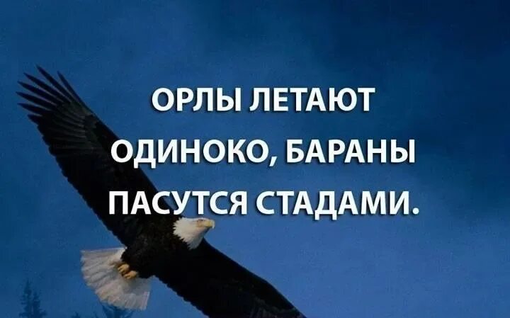 Текст лети орел. Орлы летают в одиночку. Орлы летают одиноко бараны пасутся стадами. Орлы летают одиноко. Цитаты про орла.