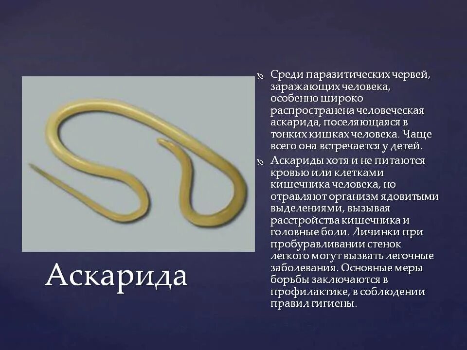 В какой среде обитает червь паразит. Паразиты черви аскариды. Вид гельминта аскаридоз.