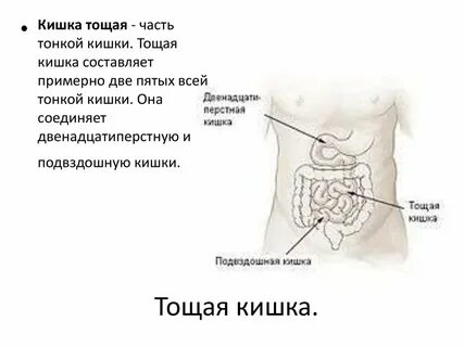 Петли тощей кишки