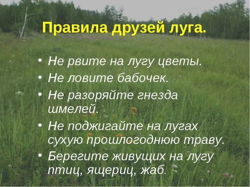 Рассказ о природном сообществе по плану. Жизнь Луга. Охрана природного сообщества луг. Презентация о Луге. Природное сообщество Луга.