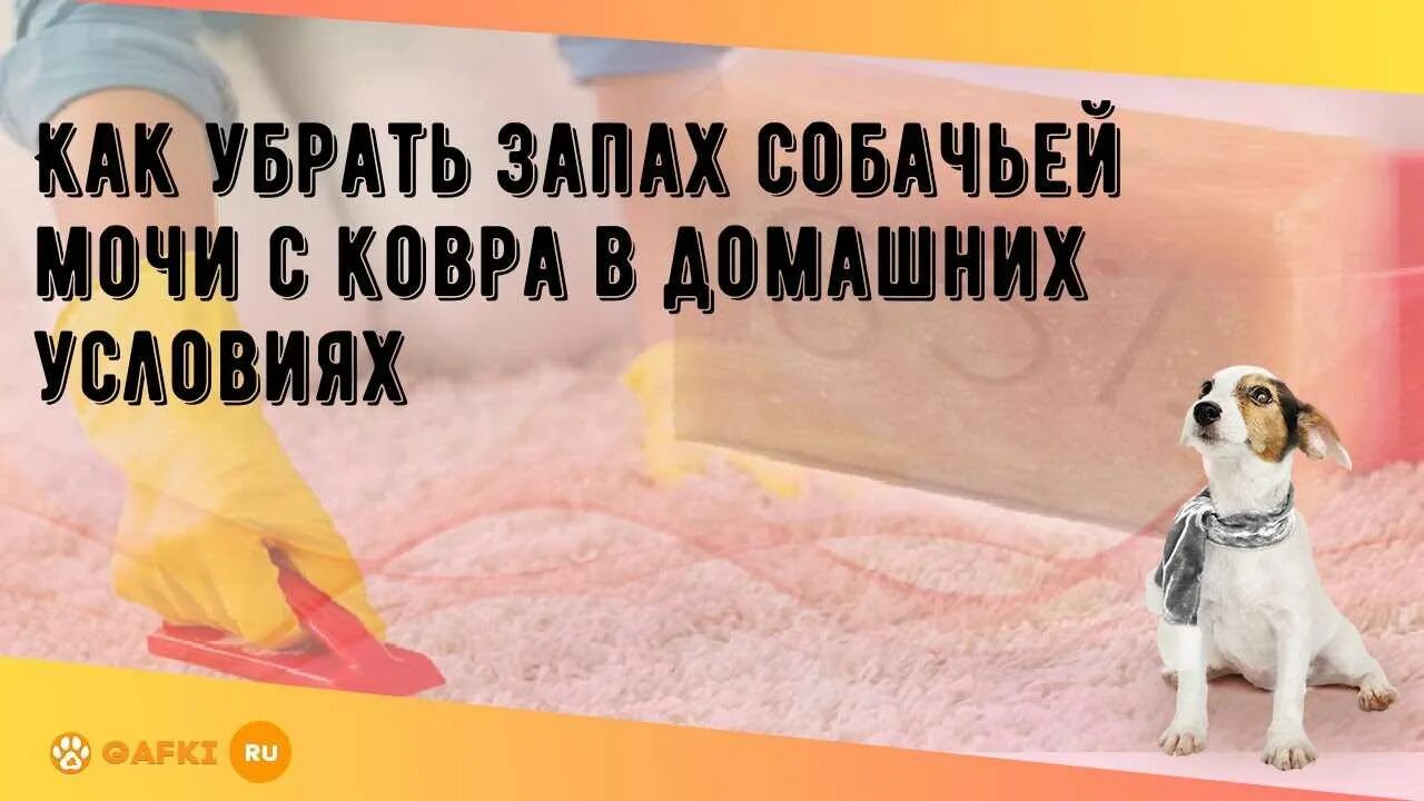 Средство от запаха мочи собаки на диване. Средство от запаха мочи собаки. Средство от запаха кошачьей мочи в квартире. Средство от кошачьей мочи. Средство для выведения запаха кошачьей мочи.