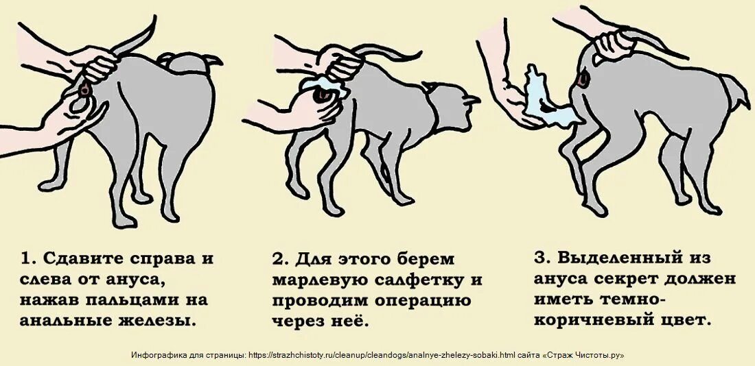 Параинальные железыу собак. Воспаление параанальных желез у щенка. Воспаление параанальных желёз у собаки. Воспаление железы у собак лечение. Чистка параанальных желёз у кошек.
