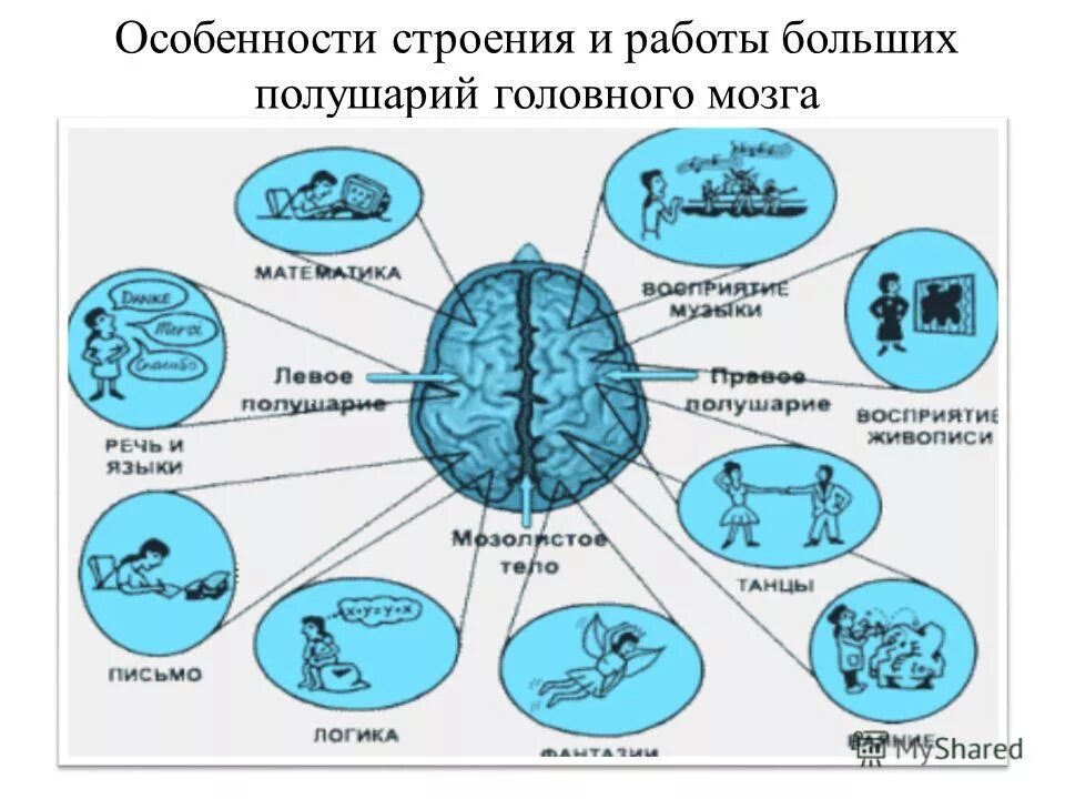 Большие полушария головного мозга левое и правое. Левое полушарие мозга. Леволевое полушарие отвечает за. Схема левого полушария. Левое и правое полушарие мозга мышление.
