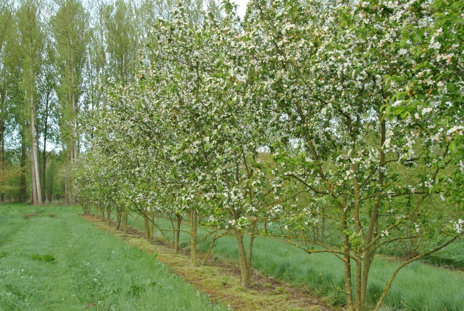 Crab apple tree