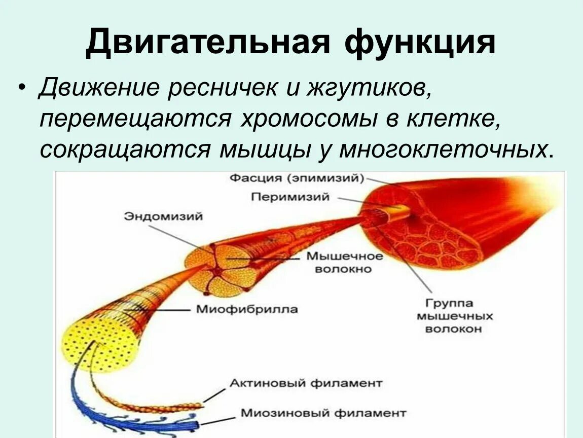 Двигательные функции ресничек и жгутиков. Строение и функции ресничек и жгутиков.