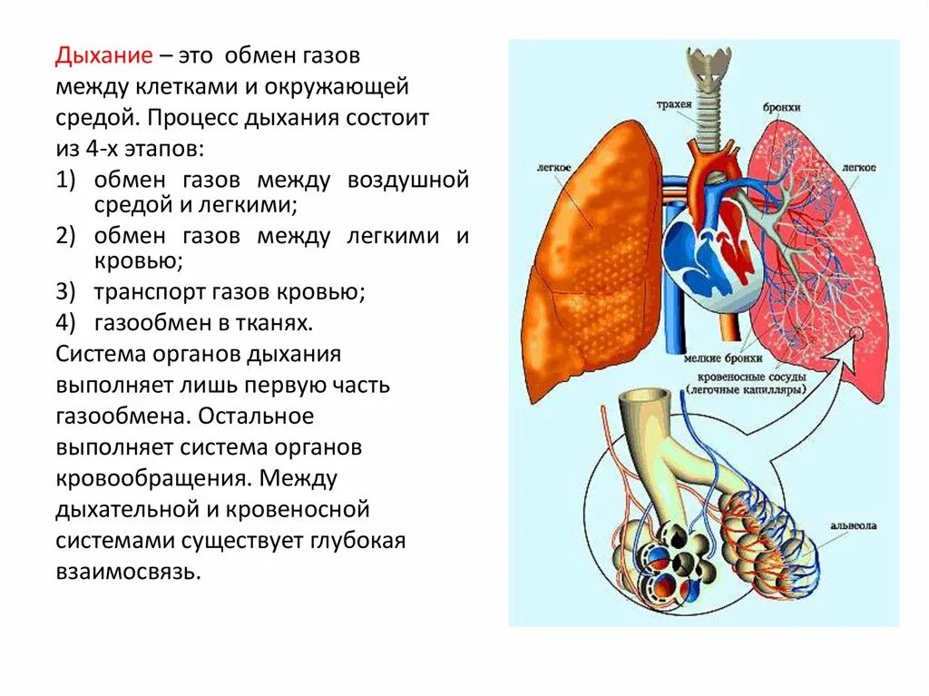 Дыхание это обмен газов между. Дыхательная система. Дыхательная система человека. Система органов дыхания. Обмен газов между легкими