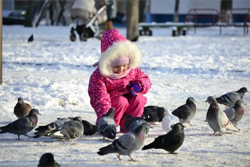 Кормление голубей зимой. Дети кормят голубей. Голубь зимой для детей. Люди кормят голубей.