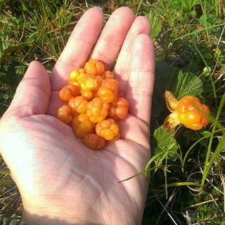 Морошка любимая