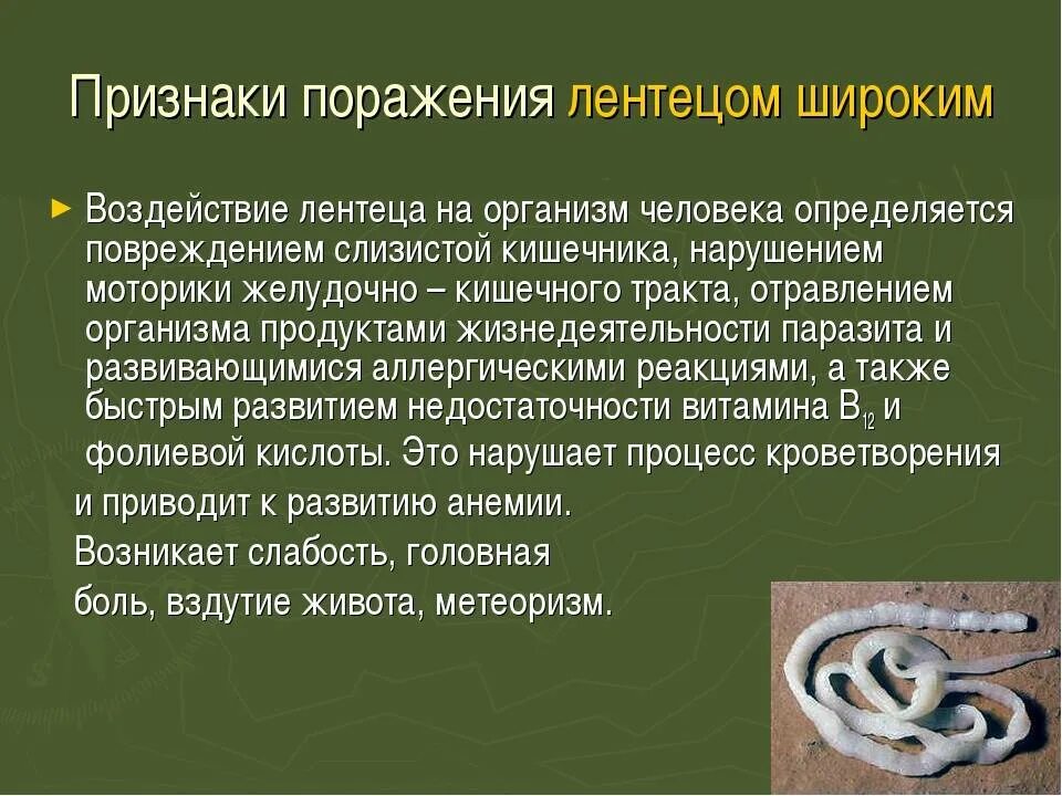 Ленточный червь у человека лечение