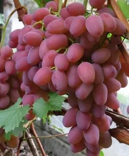 Гелиос сорт винограда отзывы