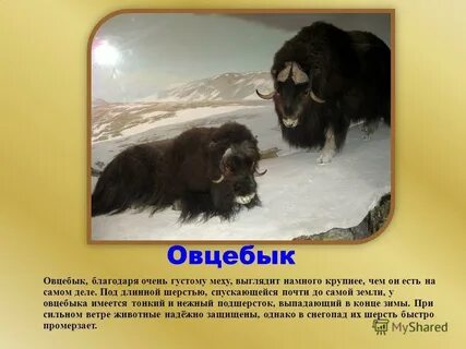 Овцебык внесен в красную книгу
